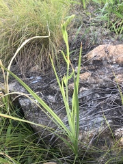 Radinosiphon leptostachya