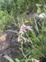 Radinosiphon leptostachya