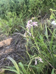 Radinosiphon leptostachya