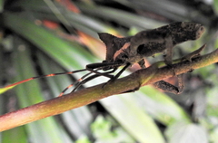 Elasmopoda alata