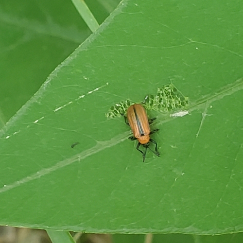 Soybean Leafminer photo 3