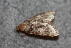 Aglossa caprealis