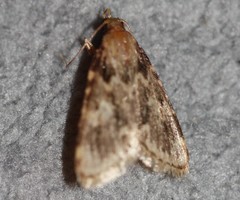 Aglossa caprealis