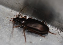 Notagonum