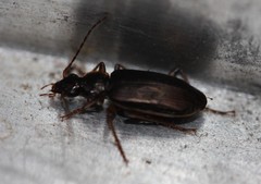 Notagonum