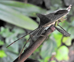 Elasmopoda alata