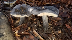 Entoloma medianox