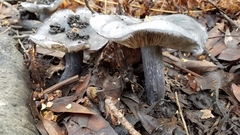 Entoloma medianox