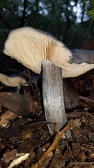 Entoloma medianox