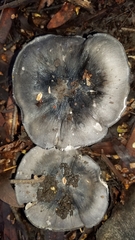 Entoloma medianox