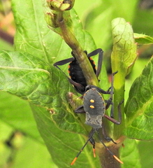 Elasmopoda alata