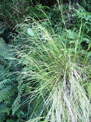 Poa cockayneana