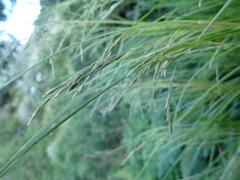 Poa cockayneana