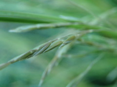 Poa cockayneana