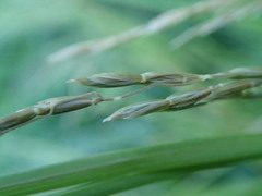 Poa cockayneana