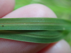 Poa cockayneana