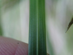 Poa cockayneana