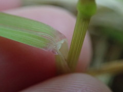 Poa cockayneana