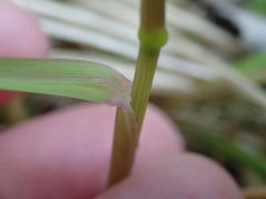 Poa cockayneana