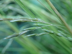 Poa cockayneana