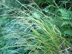 Poa cockayneana