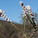 Eriocephalus ericoides - Photo (c) Felix Riegel, algunos derechos reservados (CC BY-NC), subido por Felix Riegel