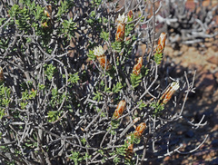 Pteronia hutchinsoniana