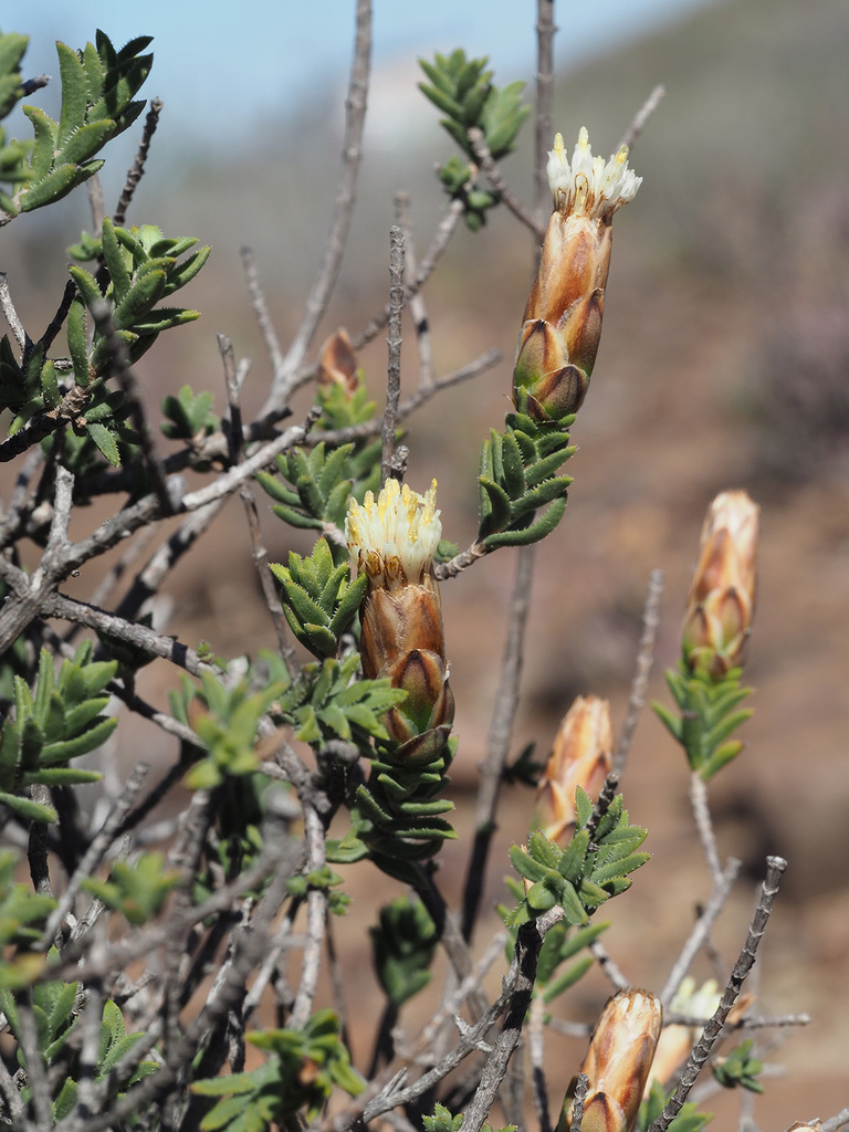 Kleinkaroo Gumbush
