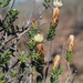 Kleinkaroo Gumbush - Photo (c) Felix Riegel, some rights reserved (CC BY-NC), uploaded by Felix Riegel