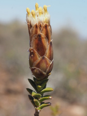 Pteronia hutchinsoniana