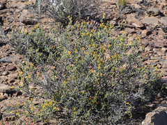 Lasiosiphon deserticola