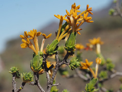 Lasiosiphon deserticola