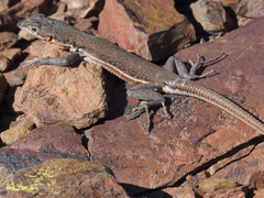 Pedioplanis lineoocellata