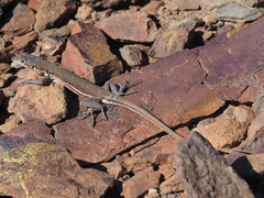 Pedioplanis lineoocellata