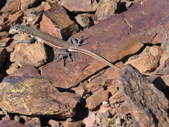 Pedioplanis lineoocellata