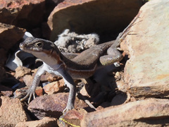 Pedioplanis lineoocellata