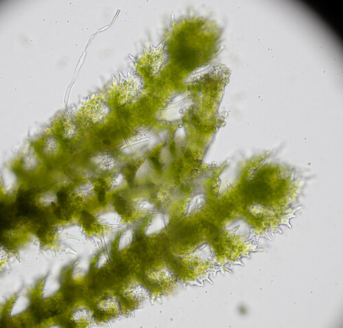Cephaloziella phyllacantha