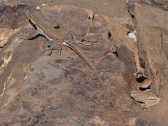 Pedioplanis lineoocellata