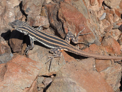 Pedioplanis burchelli