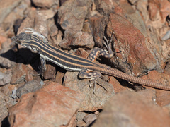 Pedioplanis burchelli