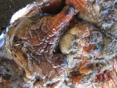 Cnemidocarpa bicornuta
