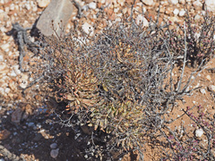 Tylecodon reticulatus