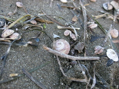 Zethalia zelandica image