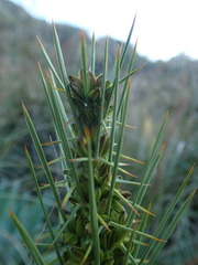 Aciphylla crenulata