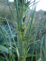 Aciphylla crenulata