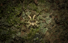 Stephanopis carcinoides