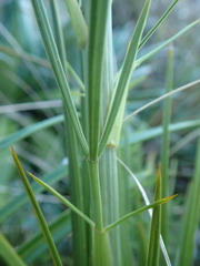 Aciphylla crenulata