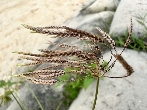 Image of Cyperus sphacelatus by (c) scallions, some rights reserved (CC BY)