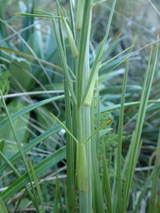 Aciphylla crenulata