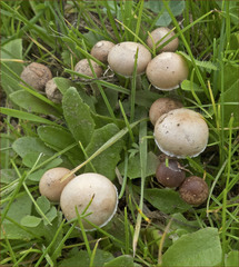 Agrocybe semiorbicularis